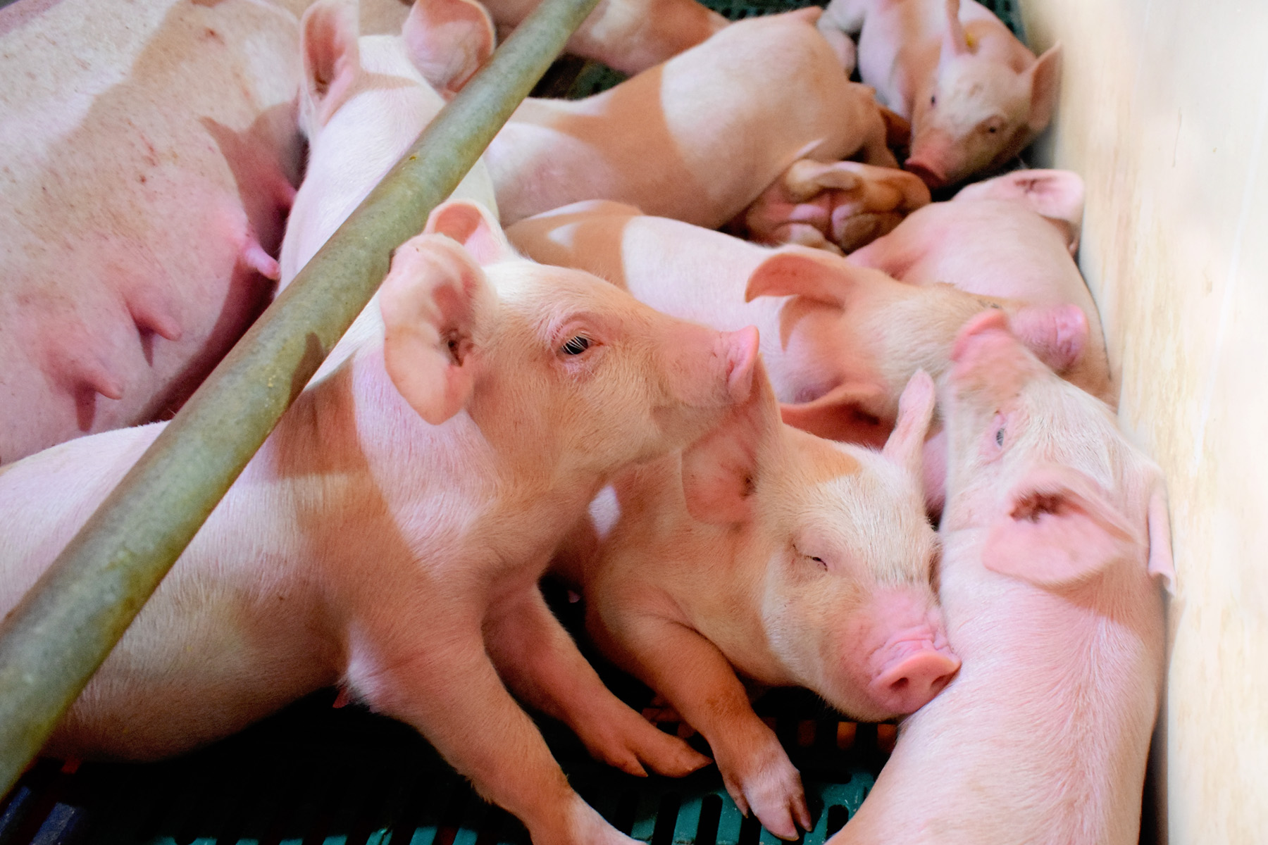 仔猪出生到60日龄的饲养管理，对照看看你都忽略了哪些细节？