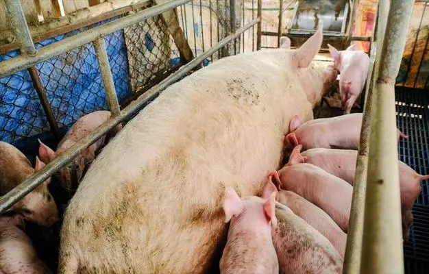 好母猪，是喂出来的！母猪在妊娠期和哺乳期的四种饲喂方法