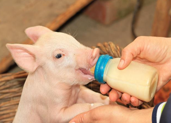 非瘟背景下，猪场如何进行仔猪的初乳管理？