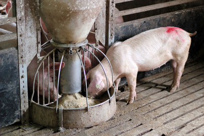 猪蹄裂不要小视，否则猪淘汰率可增加20%以上！