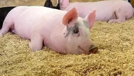 猪低温症的病因和防治措施，你学会了吗？