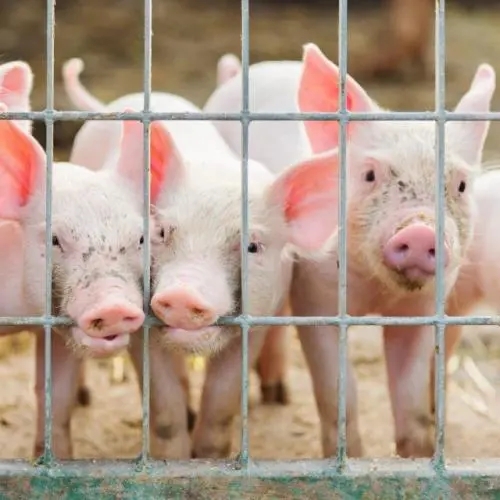 淡季不淡，猪价上涨背后究竟发生了什么？