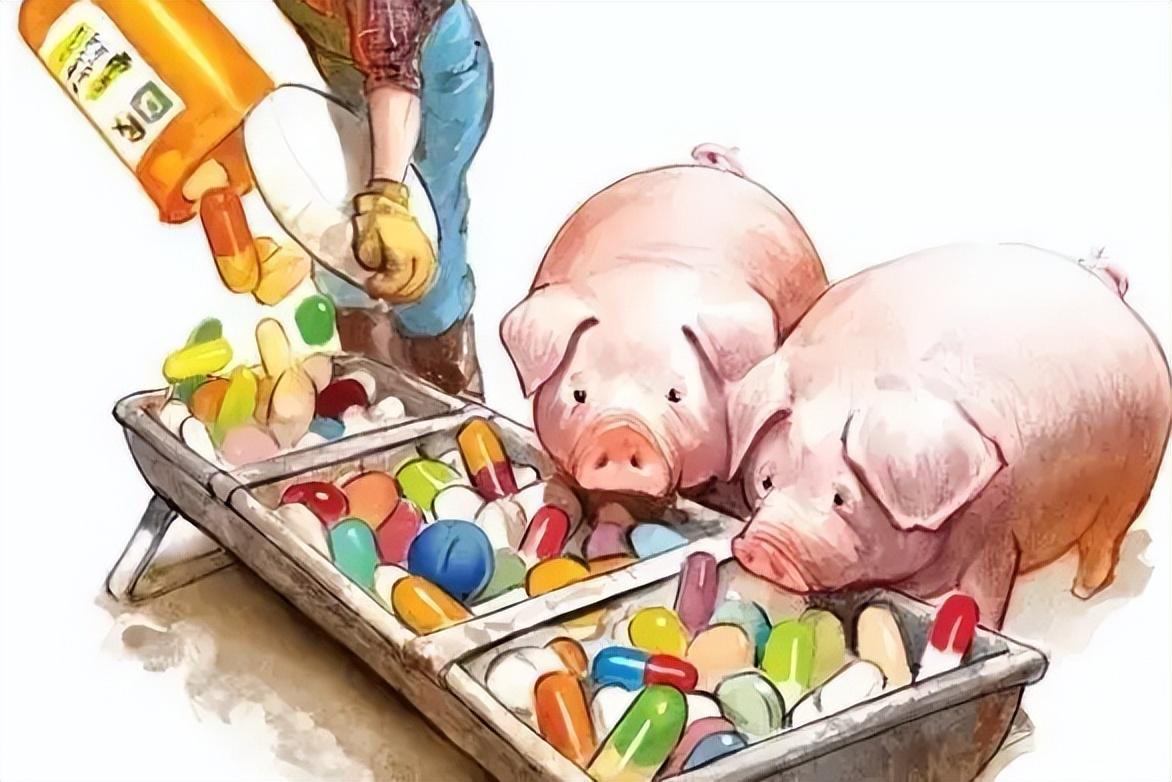 给猪饲料拌药看似简单，实际上学问大着呢！
