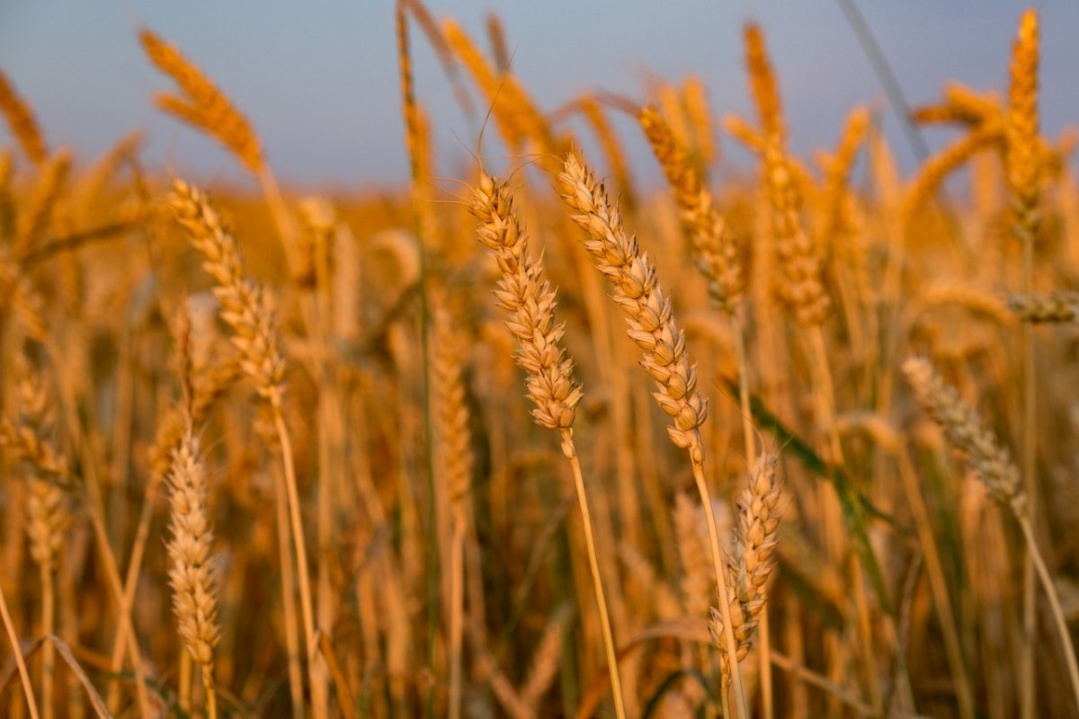 降低饲料成本，谈谈小麦替代玉米在猪饲料中的应用