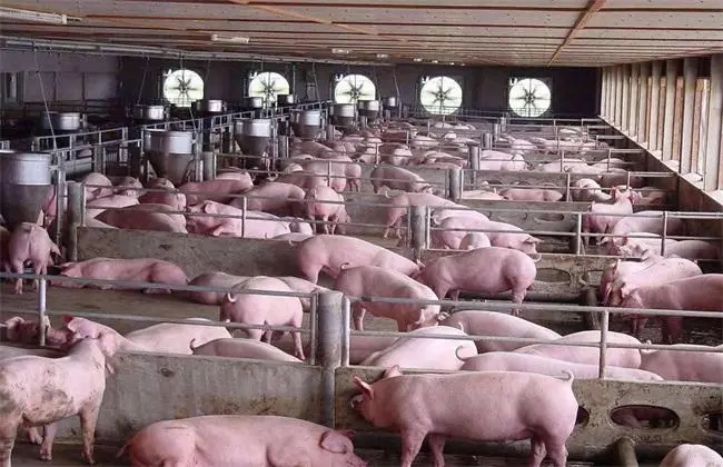 集约化养猪想要抓好生产管理，为什么首先必须抓好种猪群的生产调控？ 