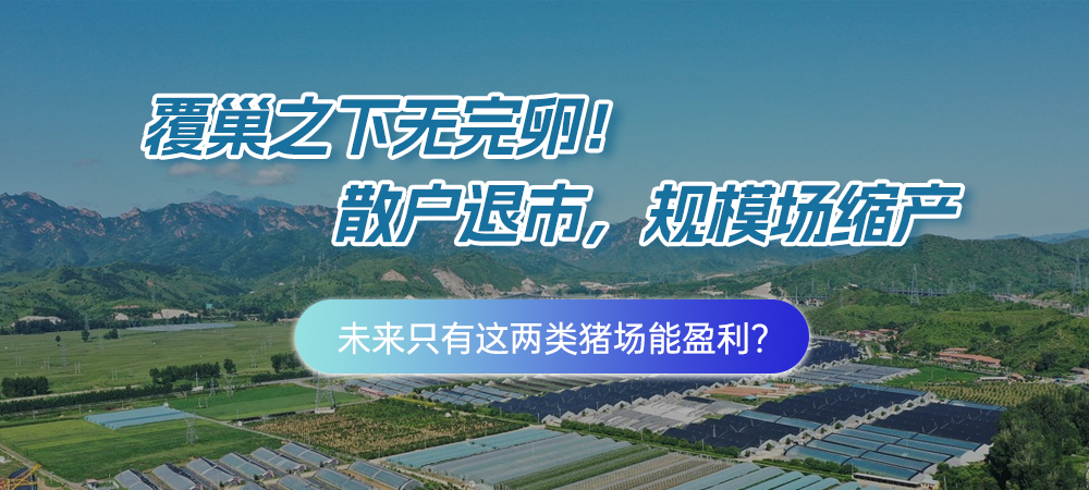 覆巢之下无完卵！散户退市，规模场缩产……未来只有这两类猪场能盈利？