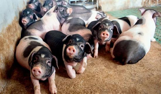 生猪养殖几个关键期，一定要重视！