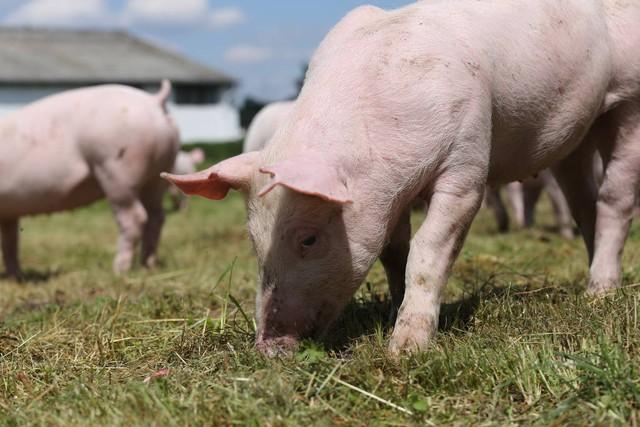 自繁自养盈利75.59元/头，下半年多数时间生猪养殖处于盈利状态？