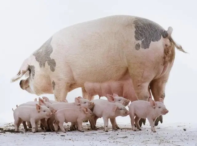 母猪繁殖问题让人头痛，如何应对母猪的繁殖问题？