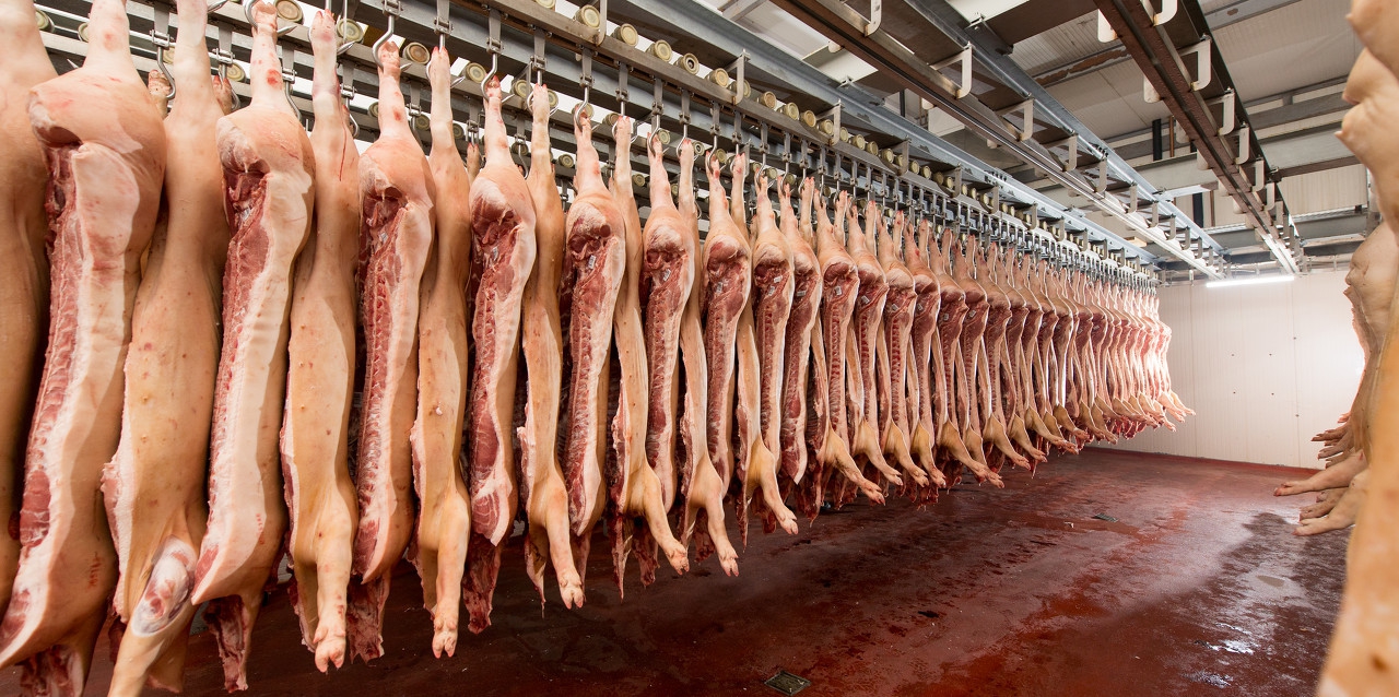 2024年1-2月全国规模以上生猪定点屠宰企业屠宰量同比增长13%！