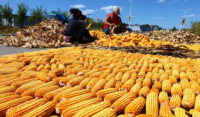 玉米价格持续下跌的原因是什么？未来玉米价格走势将会怎样？