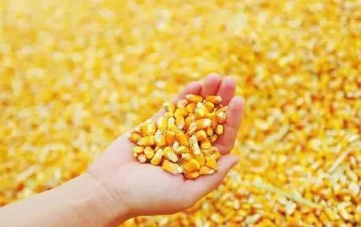 全国饲料企业玉米库存天数为30天，同比减3.23%