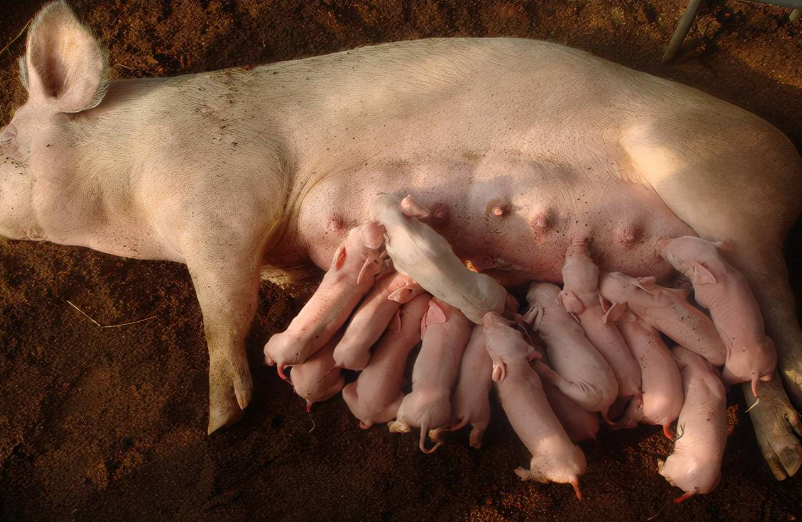 母猪产后无乳的30种催奶方法，值得收藏！