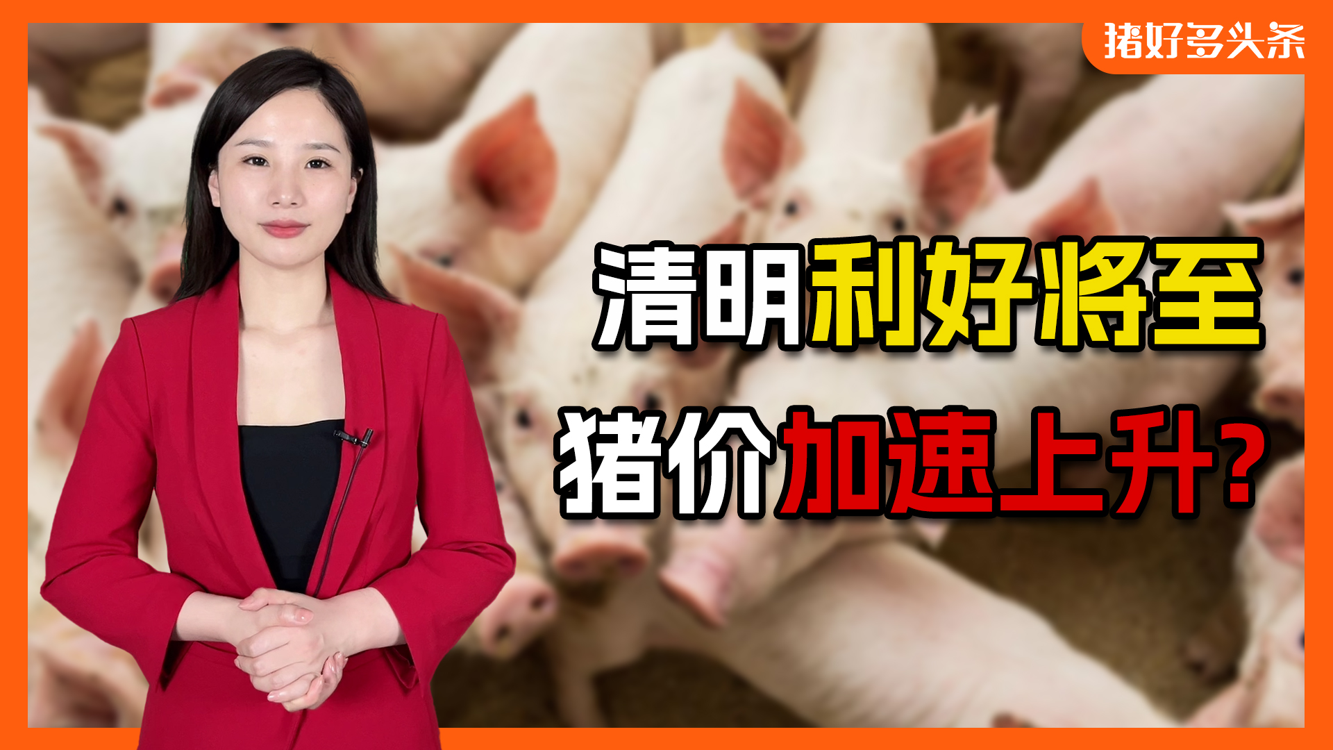 国家发改委最新公布，清明利好将至，猪价持续走高！