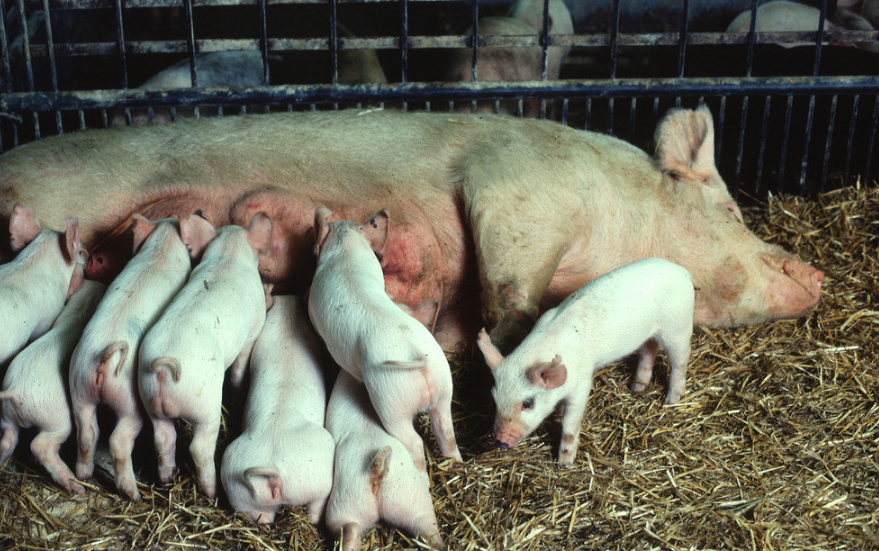母猪场产房常出现的问题和漏洞！
