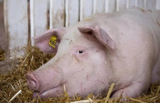 如何优化批次化生产中奶妈猪的使用方案？