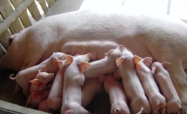 母猪在分娩过程中有哪些需要注意的地方？一起去看看