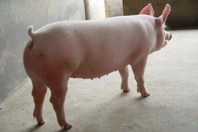纯种猪繁育到底有哪些好处？猪的纯种繁育有这么多门道？
