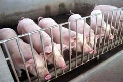 种猪批次化生产技术是养猪业的必然选择