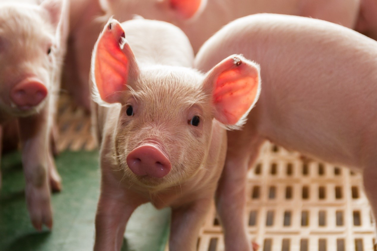 保育阶段对于小猪究竟有多重要？选好保育料，让猪赢在起跑线！
