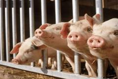 雨季如何保护好猪场的安全？使用什么饲料才最安全？
