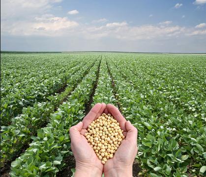 病虫害发生率较高，巴西大豆产量预期下调