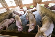 治疗猪病时，这几种饲料可千万不能喂，会影响药效！