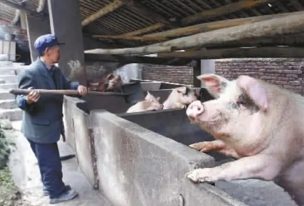 猪的出栏天数与成本关系：猪每晚出栏一天，等于少赚0.1元/公斤