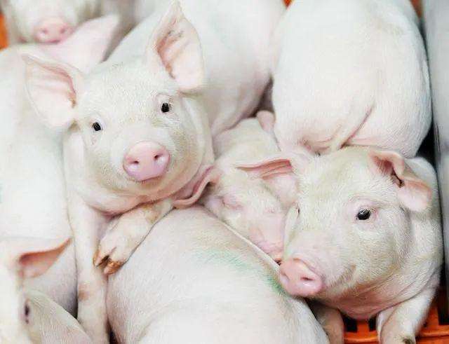 一三六团：旺财生猪养殖合作社喜迎第一批生猪入圈养殖