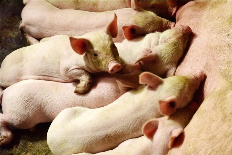 猪的饲养管理中10个关键问题，养猪人要记住！