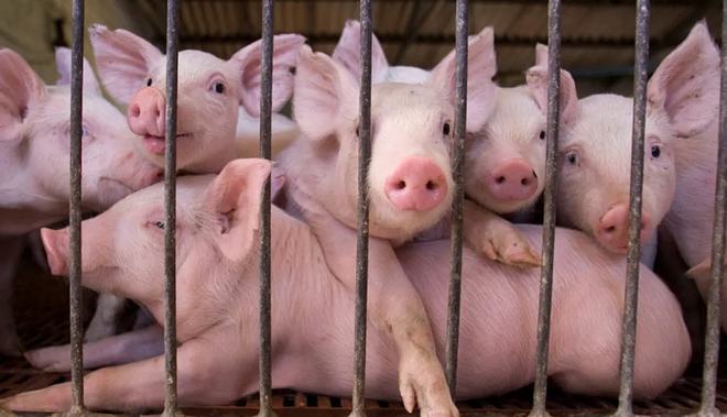 上市猪企3月狂卖仔猪，6家企业合计出售86.53万头仔猪，释放了什么信号？？