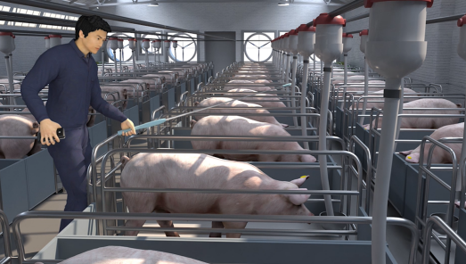 母猪批次化生产