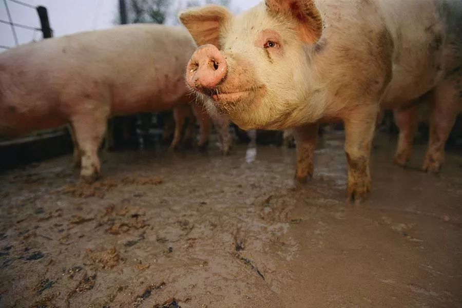 猪为什么会发烧？猪发烧应该采取什么措施?