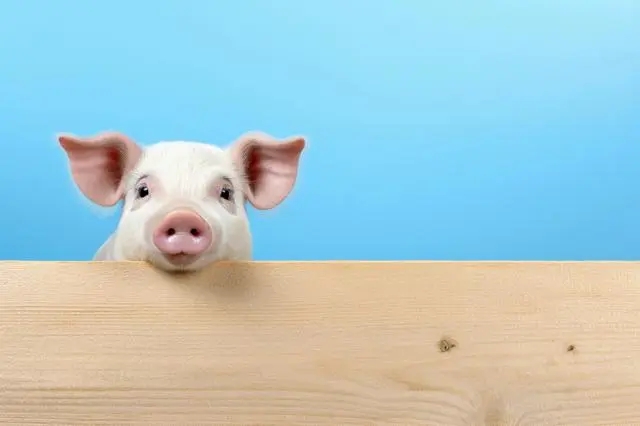 三月猪企销售量价同增，猪周期要反转了？猪肉股可以配置了吗？