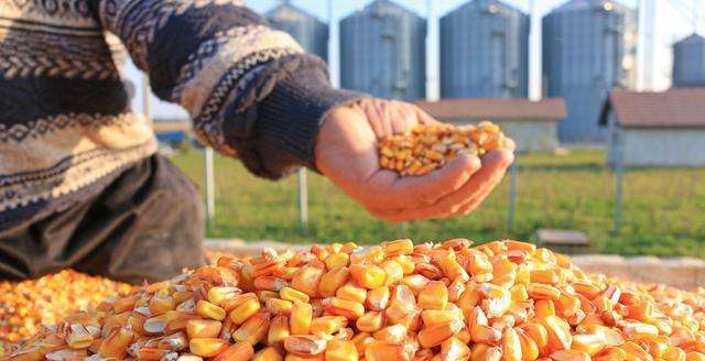 2024年4月中国玉米供需形势分析来了！