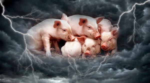 猪病影响猪场空栏率高！饲企竞争进入“白热化”阶段？