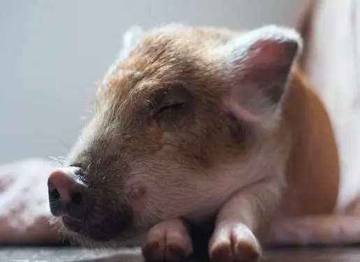 为什么猪伪狂犬病会越来越普遍？猪伪狂犬病防治方法