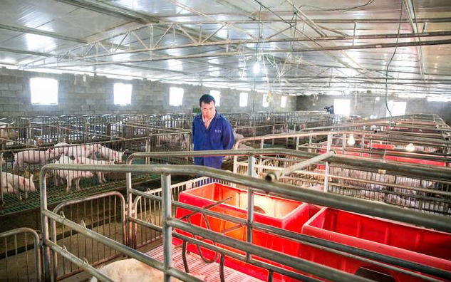 想把猪发病率降低70%，这些猪场生物安全防御体系一定要做好！