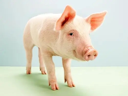 猪企销售均价连涨3个月！市场多空博弈，猪价缺乏大起大落的基础？