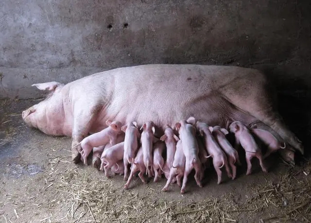 母猪产后不食如何治疗？谨防母猪产后厌食症
