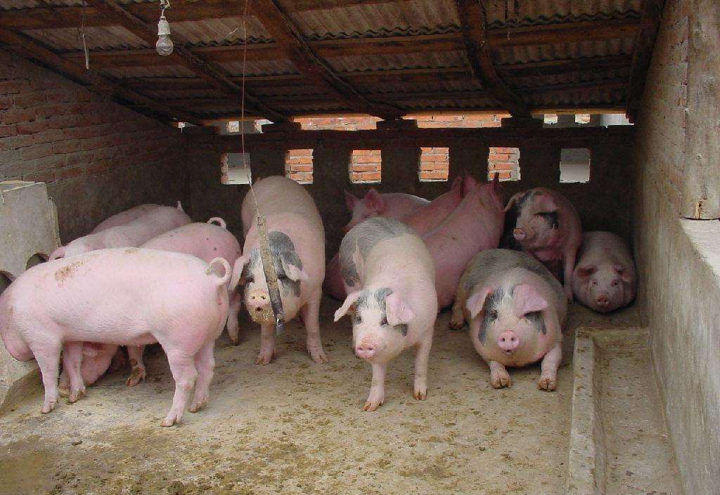 猪寄生虫病的症状有哪些？该如何防治？