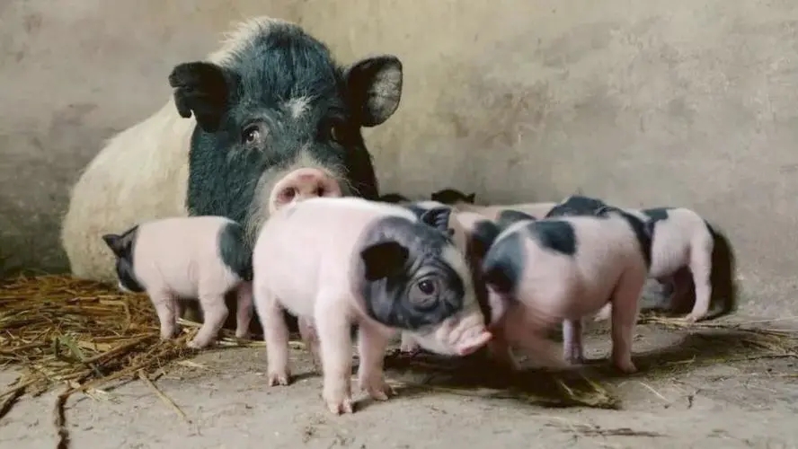 母猪和小猪