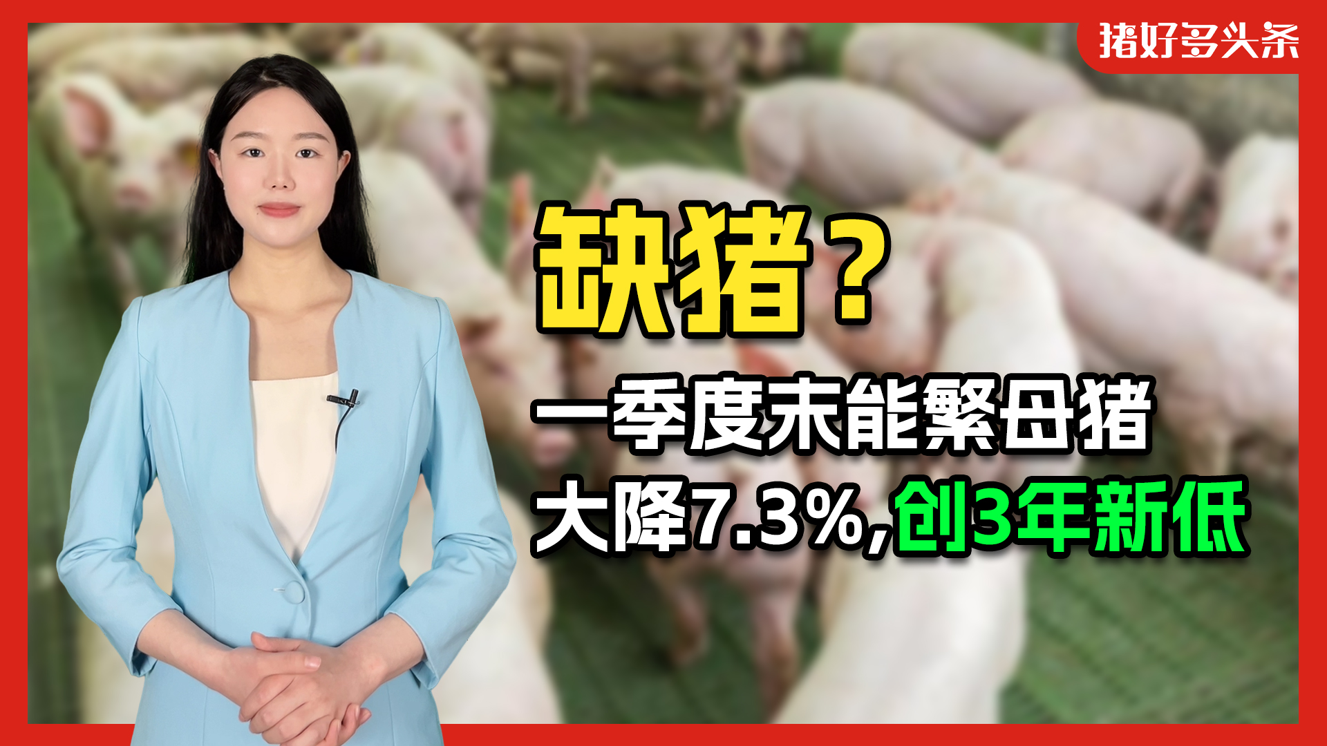 重磅！国家统计局：一季度末能繁母猪大降7.3%，创3年新低！