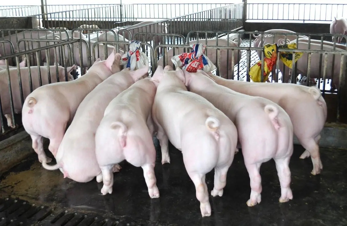统计数据：连续5个季度环比下降，能繁母猪首次低于4000万头！
