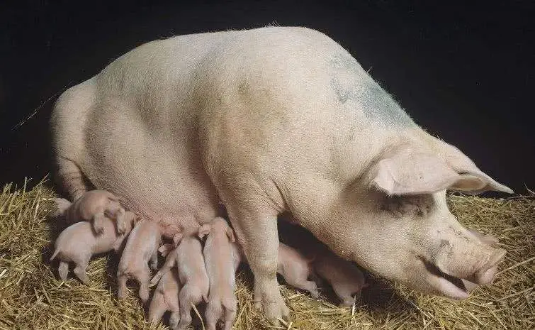 母猪生殖道感染了，该如何治疗？