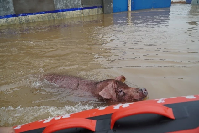 暴雨，有猪场被淹成游泳池！洪涝灾区动物防疫怎么做？指南来了！