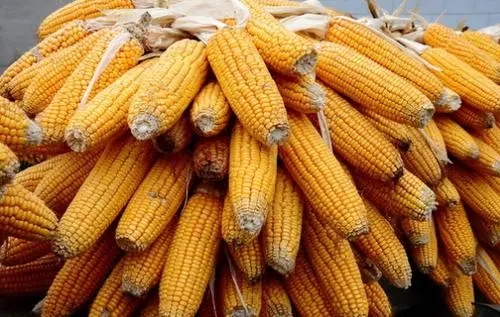 预计二季度末期玉米有望迎来好转？