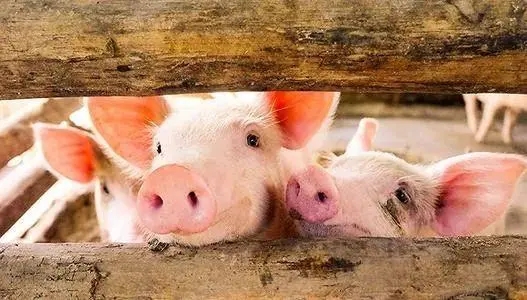  农业农村部：全国能繁母猪存栏阶段性减少近400万头 供需关系改善