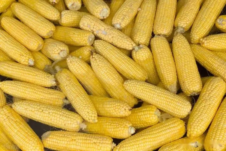 玉米价格短期不看涨，但未来可期