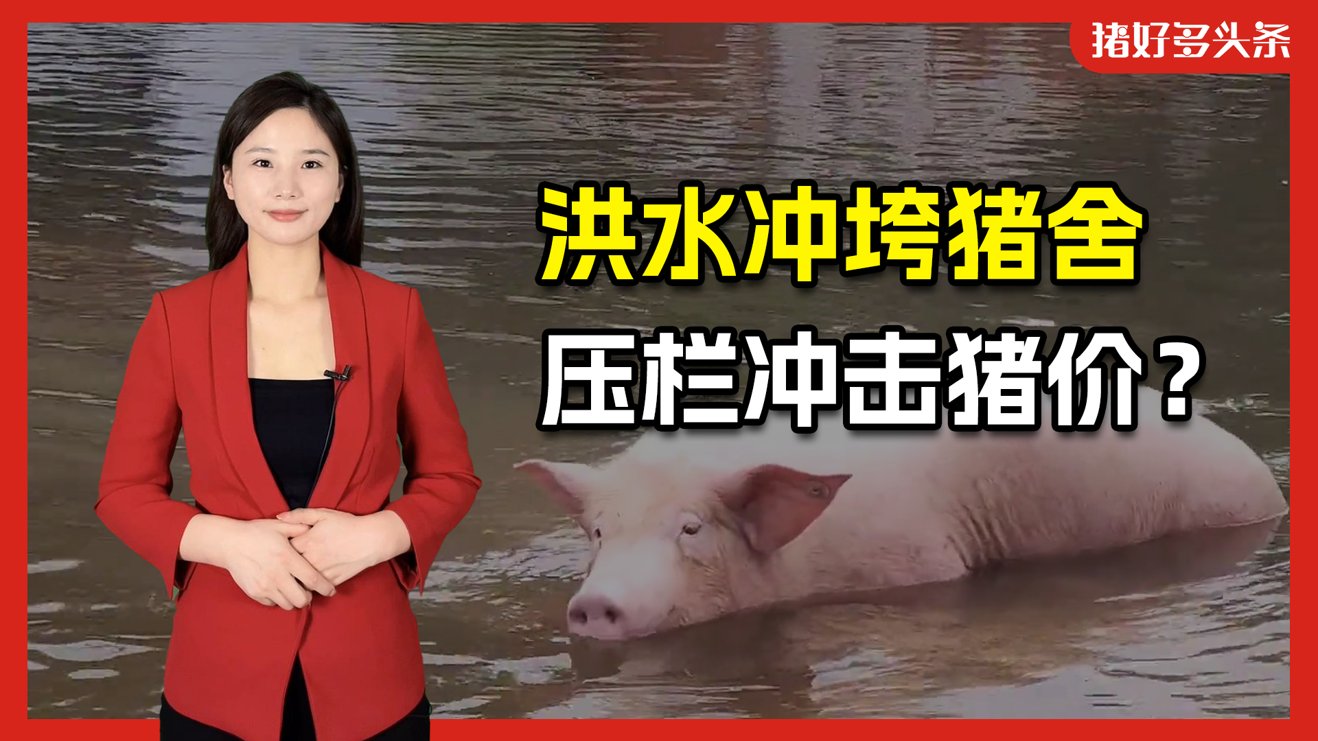 南方强降雨持续！广东地区遭百年一遇洪水，水泡猪将施压猪价？